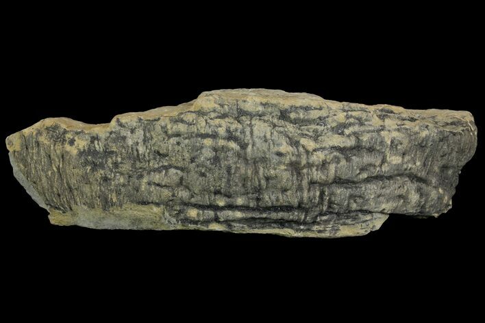 Pennsylvanian Fossil Cordaite Tree Artesia - Kentucky #136668